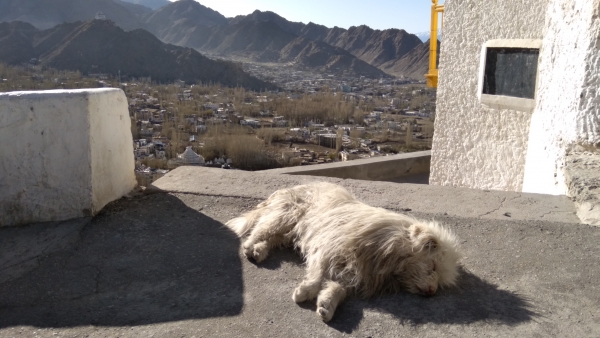 Leh Ladakh