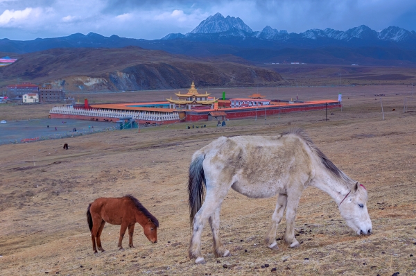 Tagong Grassland [Lhagang] is a small town in Garzê Tibetan Autonomous Prefecture of Western Sichuan Province, in South Western China.